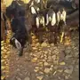 معزاءعواض.طيبه