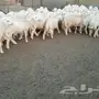 طليان مراح نظيف