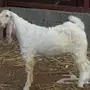 فحل أبرص 