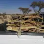حطب سمر سلم طلح