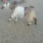 عنز خلفه 