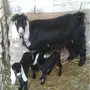 للبيع معزاء مطافيل