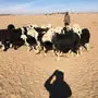 غنم نجدي طيبه للبيع 