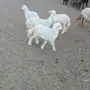 غنم للبيع 
