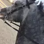 حصان شعبي كفو ينافس الواهو 