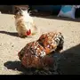 دجاج كوشن  (نرغب الشراء)