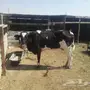 يامدور الزين بقره.هولندية فاخره مع بنتها 