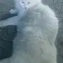 قط شيرازي  محايل عسير.