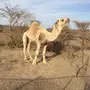 مهد الذهب 