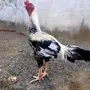 ديك حجازي فاخر 