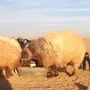 خروف مرسس للبيع