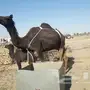 القصيم - خلفه هديه تحلبها من