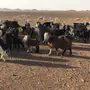 القصيم عقلة الصقور 