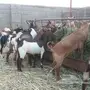 43 تيس بلدي جنوبي 