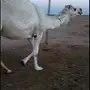 للبيع وضحى 