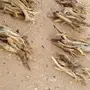 للبيع سمر طيب ورخيص الكوم ب450وقابل التفاوض