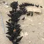 فرصه للمربي والبيع مناسب 