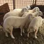 رخال حريه صنف للبيع 