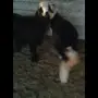 السلام عليكم