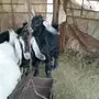 جفرات للبيع 