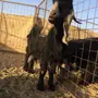 عنز حليب