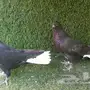 طبه نوري أسود مذيل ابيض