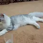 قط ضايع
