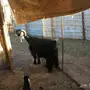 عنزعارضيه متوم