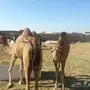 ناقه عشراء  للبيع