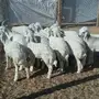 الرياض - غنم