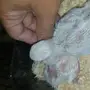 فروخ روز للبيع 