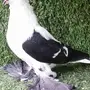 طبه سوالو اسود فرده بار خطين