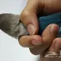 روز - السلام عليكم   نوع
