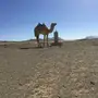 قعود رحول للبيع