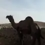 للبيع