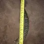 قرن غزال 