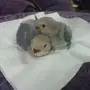 فروخ روز للبيع 