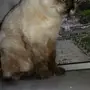 قطة سيامي 