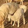 الرياض غنم حريات