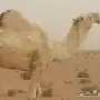 فحل اوضح