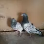 جوز تيدي 