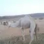 قعود حر 