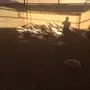 دجاج حبشي 