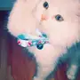 للبيع انثى شرازي 