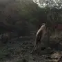 فحل من ابل عوادي