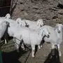 طليان