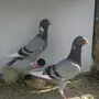 طبات مساويد واتراك