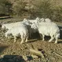 طليان حريه 10روس
