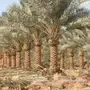 فسائل اخلاص 