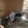 حمام تركي